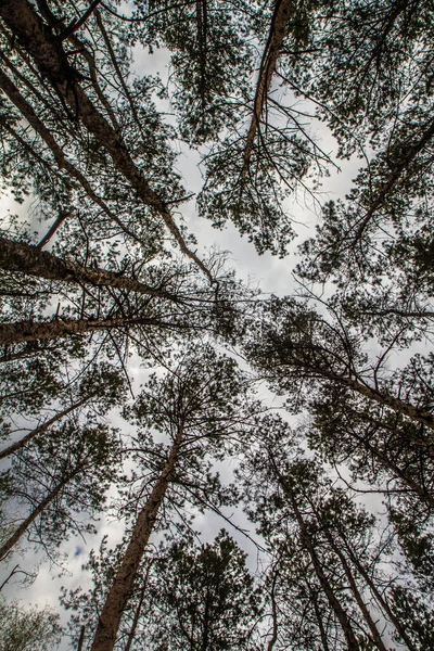 Pins Dans Une Forêt Vue Vers Haut Contre Ciel — Photo