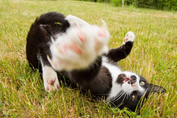 Black White Cat Playing Yard — Stock Photo, Image