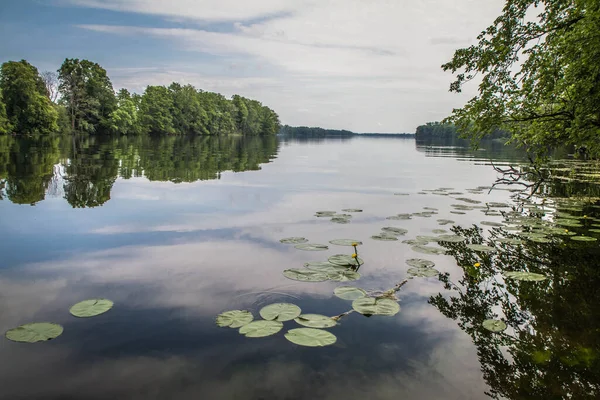 Lago Con Plantas Nenúfar Amarillas Floreciendo Superficie — Foto de Stock