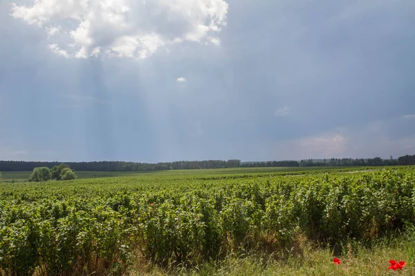 Stürmischer Himmel Über Einem Feld Langzeitbelichtung — Stockfoto