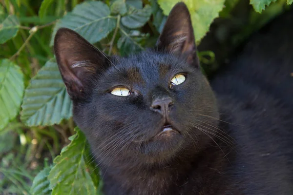 Svart Katt Trädgård Närbild Ansiktet — Stockfoto