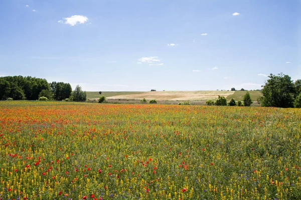 Äng Med Vallmo Blommor Centaurea Blommor Och Lupin Blommor Blommar — Stockfoto