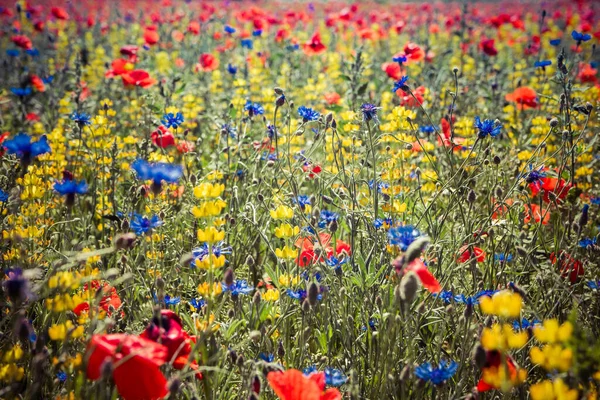 ケシの花 センテウレアの花 ルピナスの花が咲く牧草地 — ストック写真