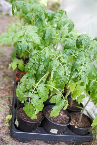 Rośliny Pomidora Ogrodzie Przed Posadzeniem — Zdjęcie stockowe