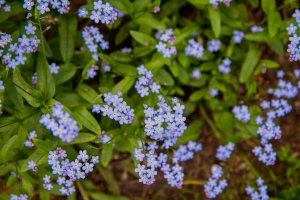 Oubliez Moi Nots Fleurissant Dans Jardin — Photo