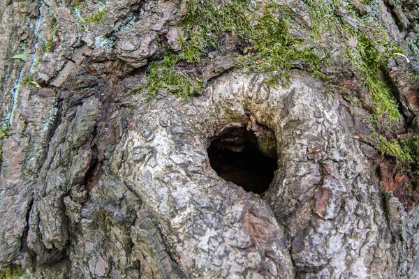 Tree Hollow Close — Stock fotografie