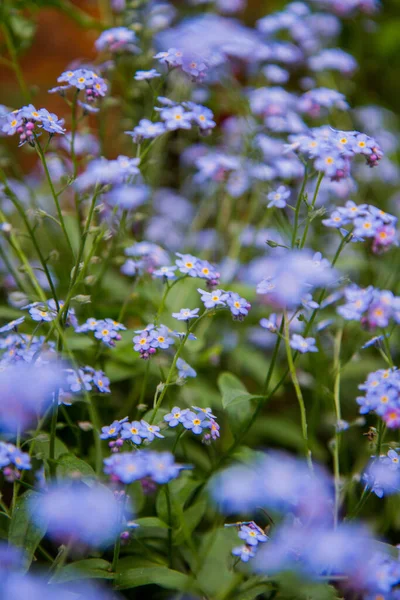 Zapomeňte Zahradě Kvetou — Stock fotografie
