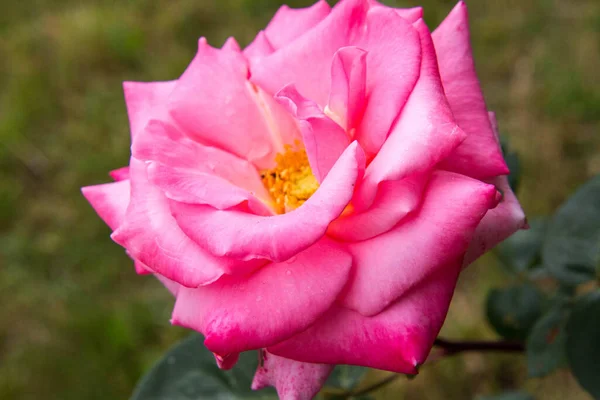 Rosa Rose Blüht Einem Garten — Stockfoto