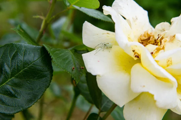 Spinne Auf Einer Gelben Rose Einem Garten — Stockfoto