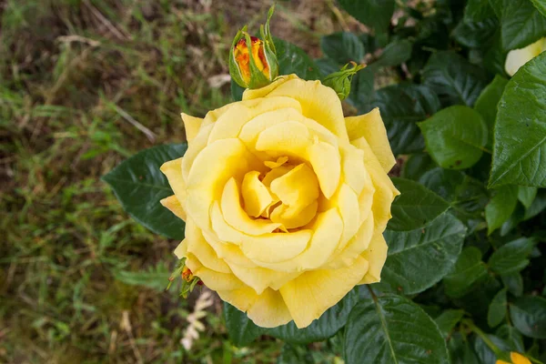 Gelbe Rose Blüht Einem Garten — Stockfoto