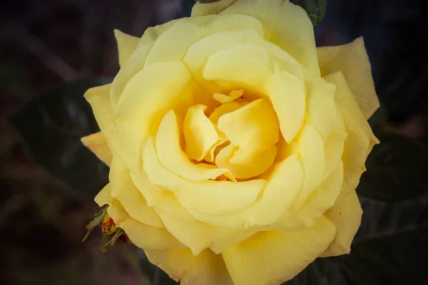 Gelbe Rose Blüht Einem Garten — Stockfoto