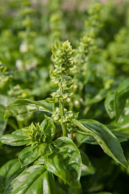 Bahçede yetişen fesleğen çiçekleri görünür.