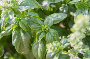 Bahçede yetişen fesleğen çiçekleri görünür.