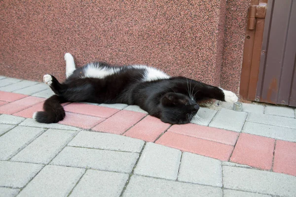 Chat Noir Blanc Jouant Dans Une Cour — Photo