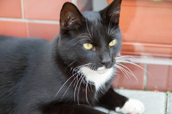 Gato Preto Branco Descansando Uma Jarda — Fotografia de Stock