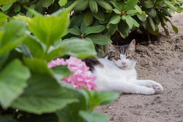 Gatto Bianco Marrone Che Riposa Giardino — Foto Stock