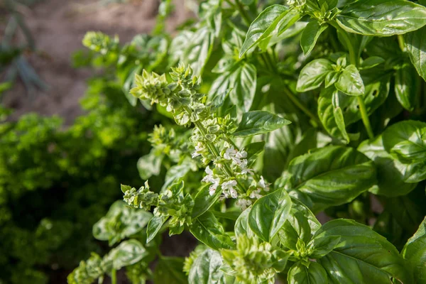 Basilic Poussant Dans Jardin Fleurs Fleurs Visibles — Photo