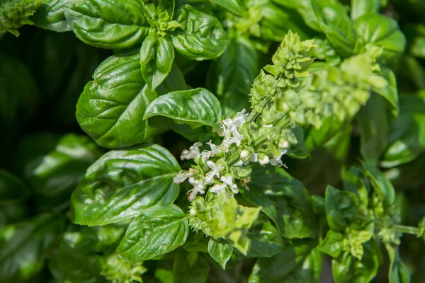 Basilic Poussant Dans Jardin Fleurs Fleurs Visibles — Photo