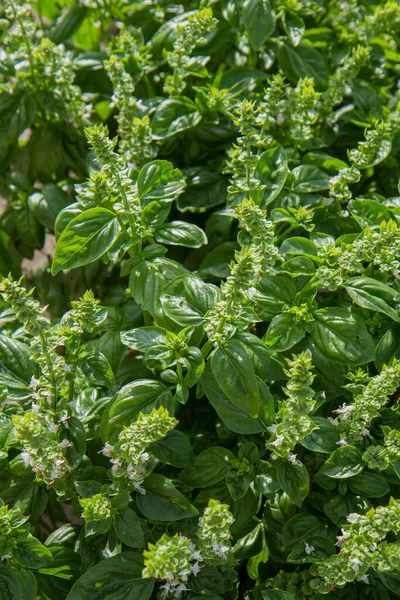 Basilic Poussant Dans Jardin Fleurs Fleurs Visibles — Photo