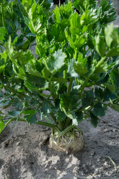 Celeriac Växer Trädgård — Stockfoto