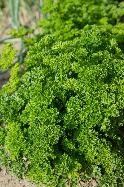 Prezzemolo Foglia Riccio Che Cresce Giardino — Foto Stock