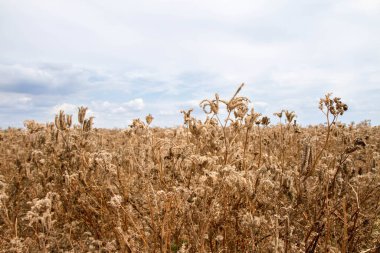 Çiçek açtıktan sonra Phacelia bitkisinin tarlası