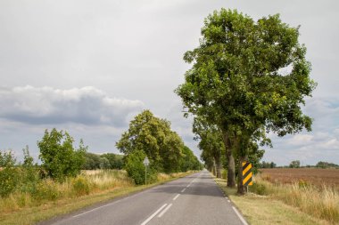 Yaz başında tarlalar arasında yol