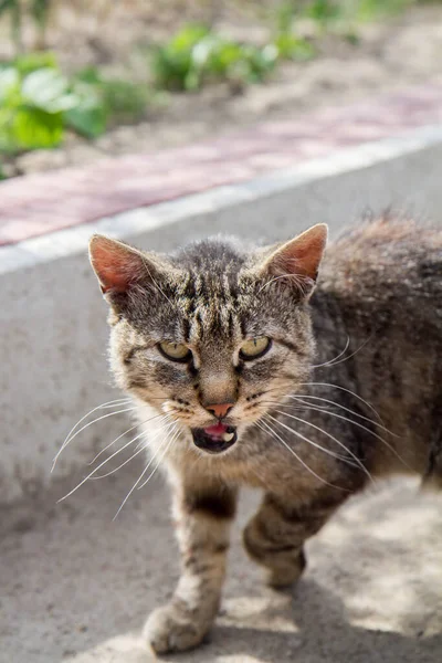 Gato Mal Parecido Cinzento Faltando Dente — Fotografia de Stock