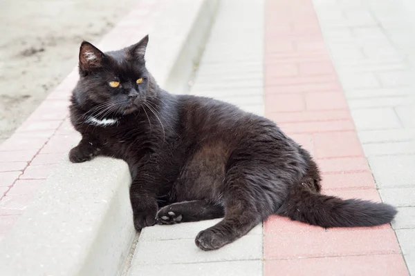 Chat Noir Reposant Dans Une Cour Sur Trottoir — Photo