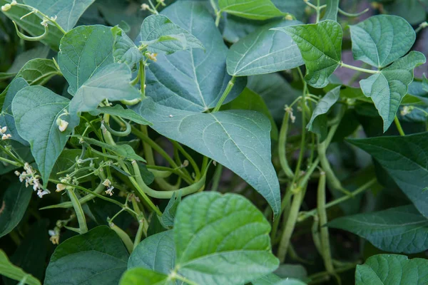 Bahçede büyüyen yeşil fasulyeler