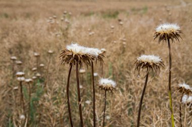 Çiçek açtıktan sonra bir tarlada devedikeni bitkisi