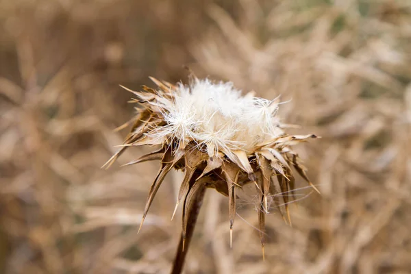 Distelpflanze Nach Der Blüte Auf Einem Feld — Stockfoto