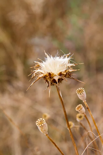 Distelpflanze Nach Der Blüte Auf Einem Feld — Stockfoto