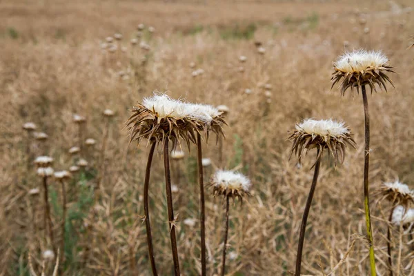 Distelpflanze Nach Der Blüte Auf Einem Feld — Stockfoto