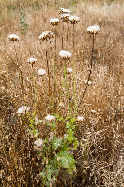 Thistle Plante Dans Champ Après Floraison — Photo