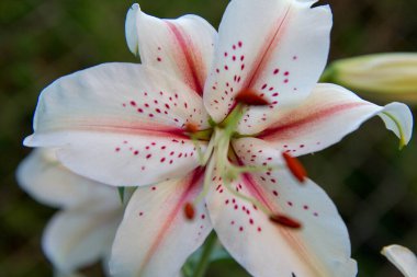 Beyaz ve pembe zambak çiçek açıyor