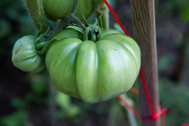 Bahçedeki sarmaşıkta yetişen olgunlaşmamış domatesler.