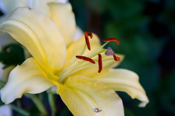 Żółty Lilia Kwiat Kwitnący Zbliżeniu — Zdjęcie stockowe