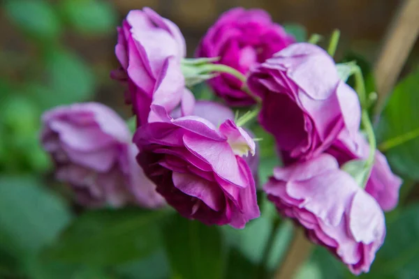 Fioletowe Kwiaty Róż Kwitnące Ogrodzie — Zdjęcie stockowe