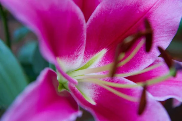 Rosafarbene Lilienblüte Nahaufnahme — Stockfoto