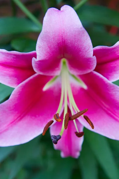 Roze Lelie Bloem Bloeien Close — Stockfoto