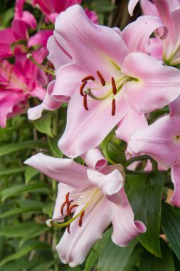 Pembe zambaklar çiçek açıyor.