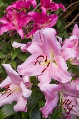 Pembe zambaklar çiçek açıyor.