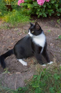 Bahçede oturan genç siyah beyaz kedi