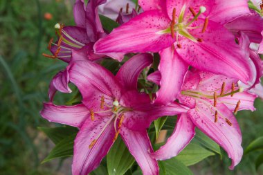 Pembe zambaklar çiçek açıyor.