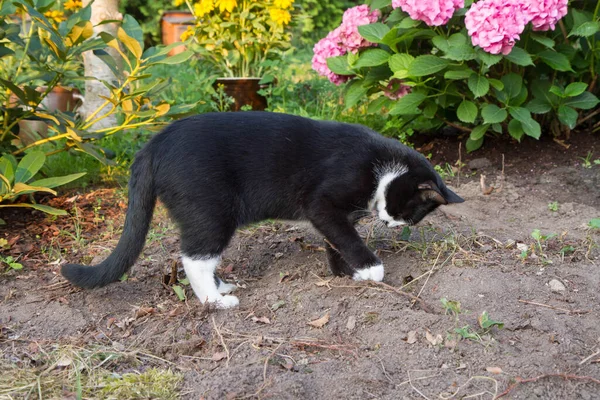 Ασπρόμαυρη Γάτα Σκάβει Μια Τρύπα Στο Χώμα Έναν Κήπο — Φωτογραφία Αρχείου