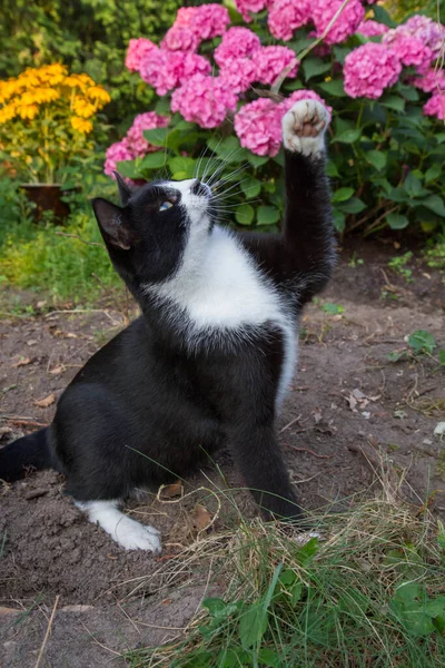 年轻的黑白相间的猫在花园里玩耍 — 图库照片