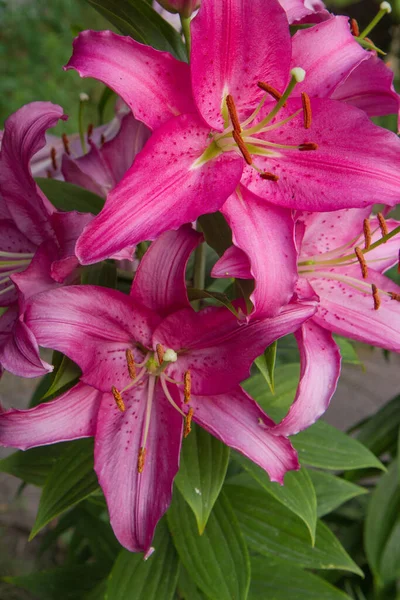 Pink Lily Flowers Blooming Close — Stock Photo, Image