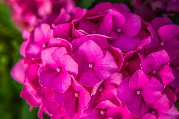 Hydrangea Flores Color Rosa Primer Plano — Foto de Stock