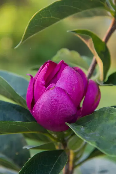 Magnolia Flower Close — Stock Photo, Image
